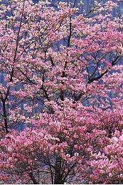 三款开罗游戏上线 《森丘露营地物语》等